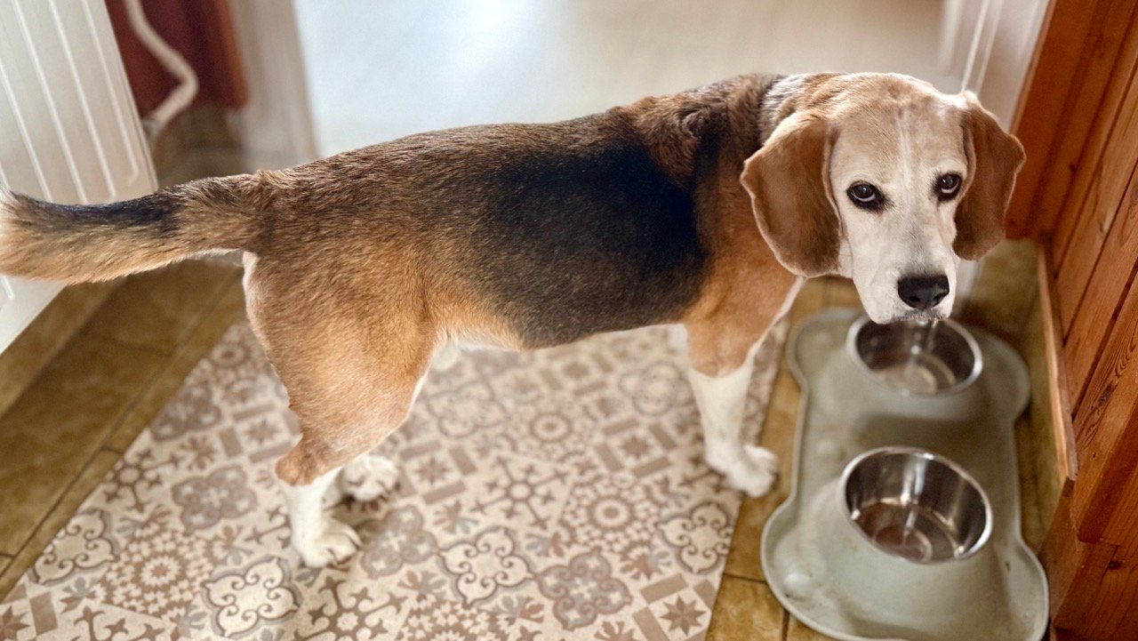 Éhes Beagle a kutyatál mellett