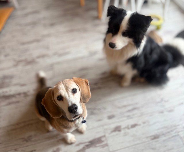 Beagle és Border Collie kutyaszitternél