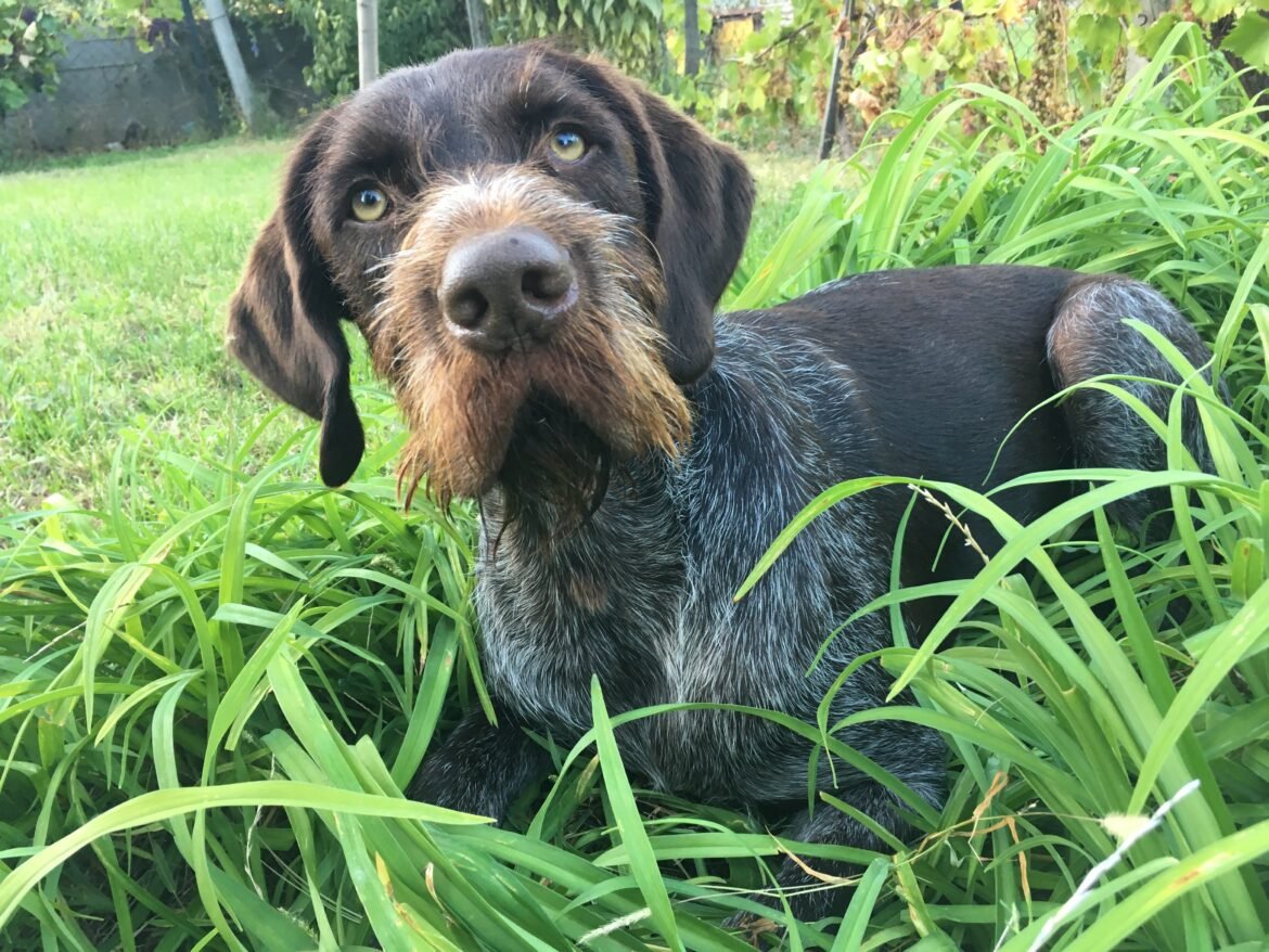 Német vizsa zöld fűben fekszik