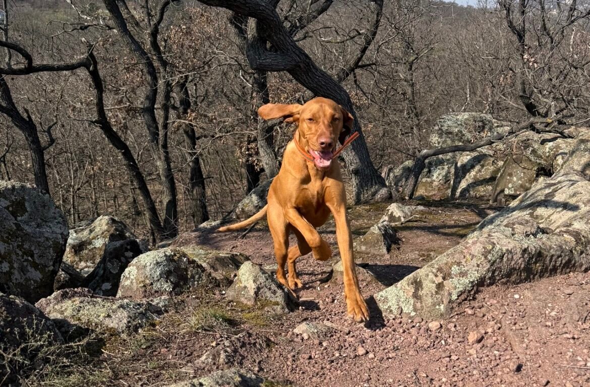 Magyar vizsla kutya fut boldogan