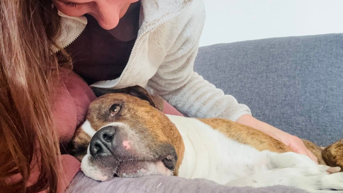 Amerikai staffordshire terrier kutyaszitterrel