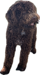 Lagotto Romagnolo