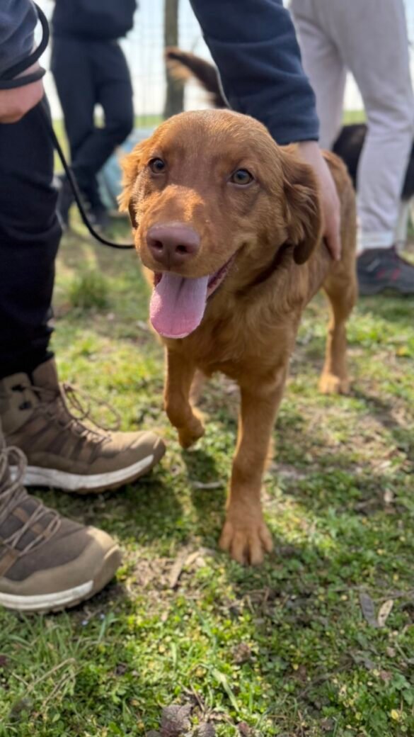 Gazdikereső állatmenhelybeli aranyos kutya