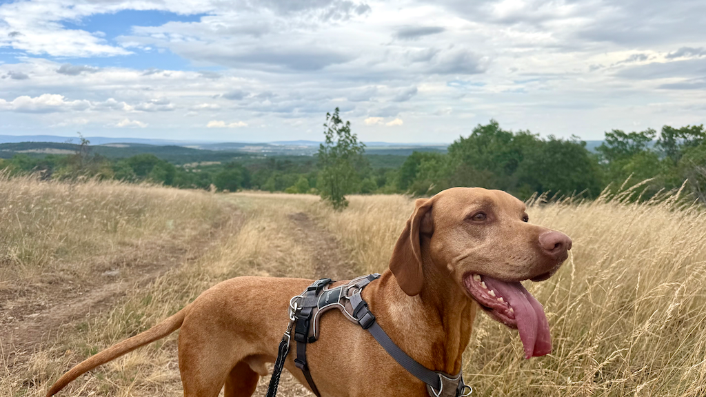 Magyar vizsla sétáltatás közben a hegyen liheg
