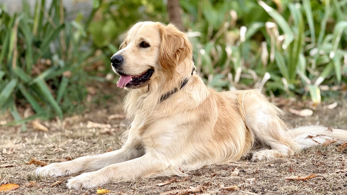 Golden retriever fekszik gyönyörű