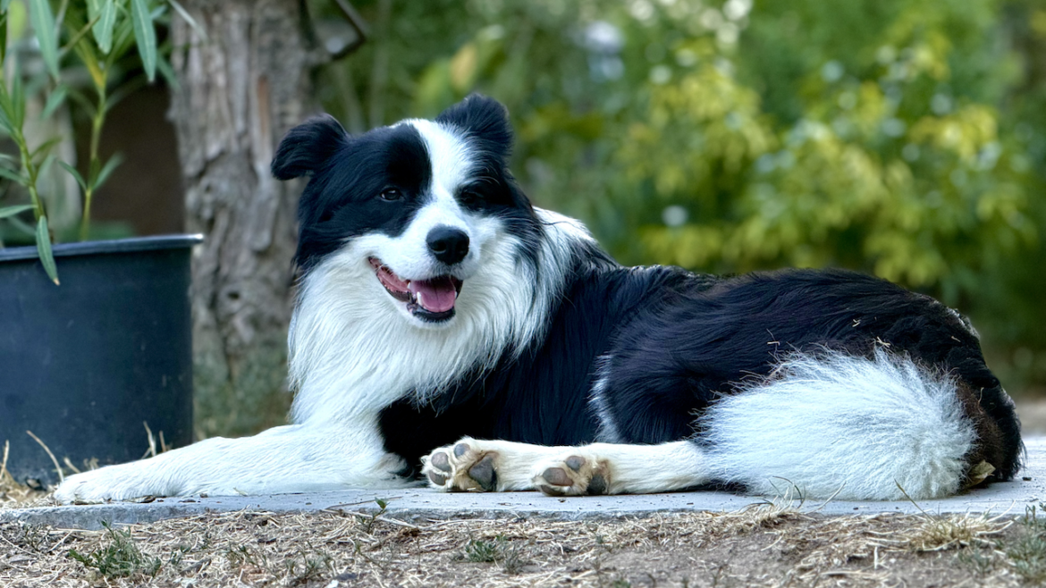 Border Collie kan kutya