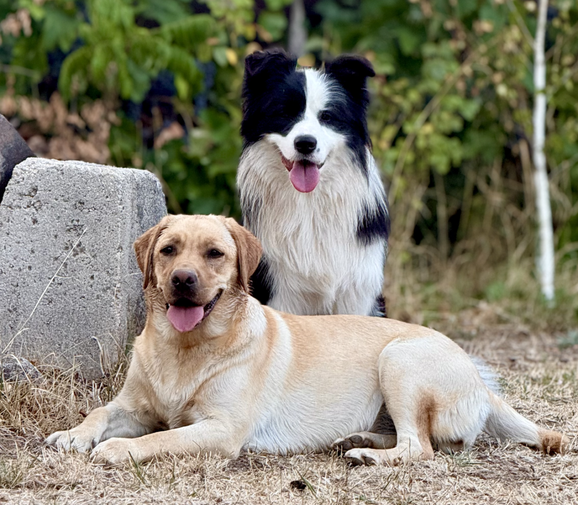 Border Collie és Labrador egymás mellett